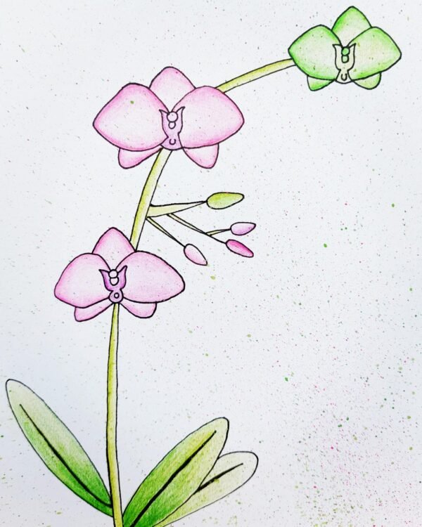 Pink Orchid – Greeting Card