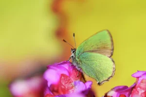 The Green Hairstreak Butterfly