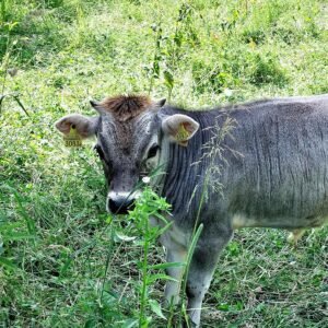 swiss cow