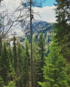 Where the beauty of the forest meets the challenge of the climb.