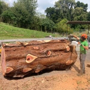 Sawing a sequoia log.