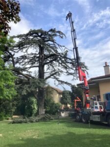Dismantling a cedar tree with a crane truck, with his own company.Precision work in urban arboriculture.