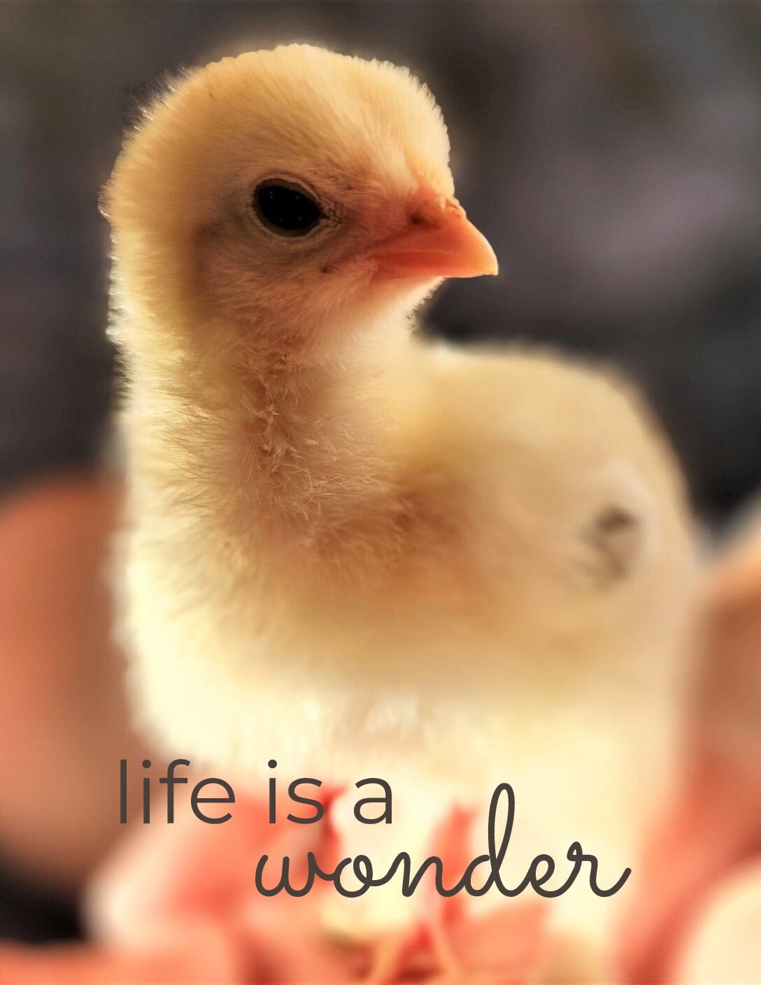 Chick “Life Is a Wonder” — Printable Download