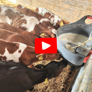 calves drinking milk