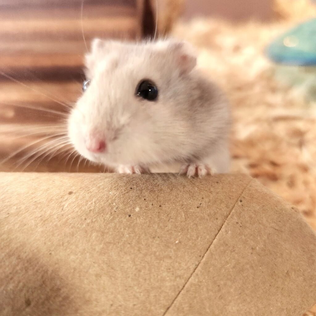 winter white dwarf hamster