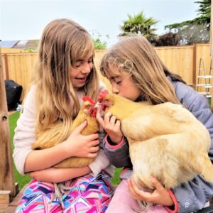 backyard chickens san francisco