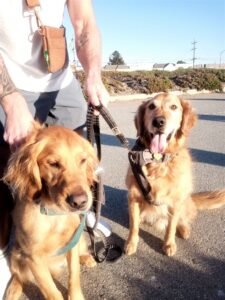 golden retriever painting