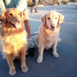 golden retriever pet painting