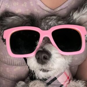 dog with glasses