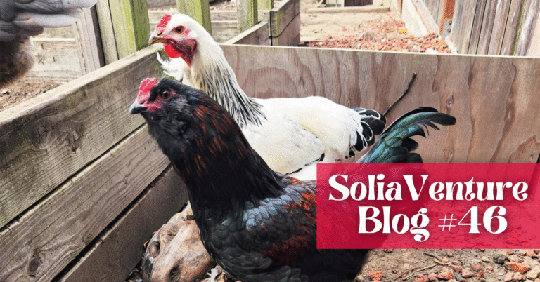 When Hens Turn Out to Be Roosters in a City Backyard