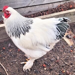 brahma rooster