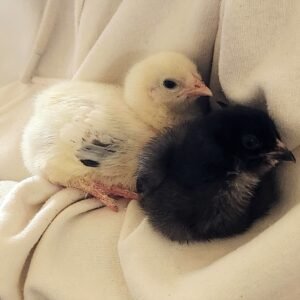 chick one day old