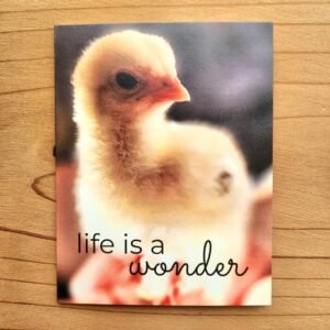 chicken greeting card