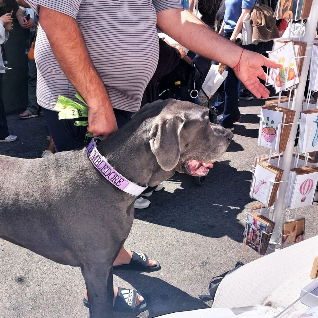 north beach festival 2026
