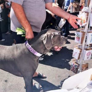 north beach festival 2026