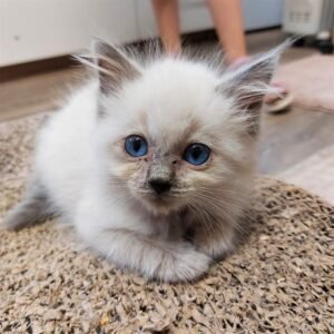 ragdoll kitten