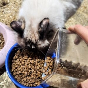 pension chats ragdoll ballens vaud