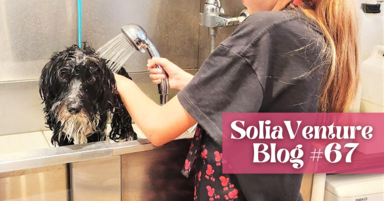 dog grooming salon