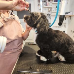 dog grooming