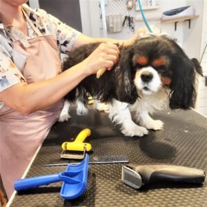 cavalier king charles grooming