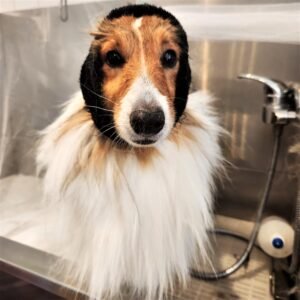 Collie Grooming