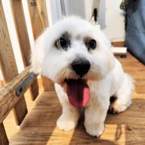 dog grooming