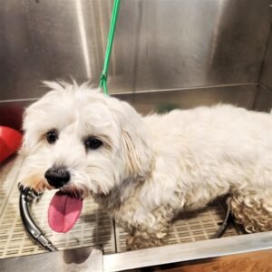 dog grooming