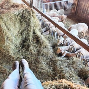 moutons juriens vaud