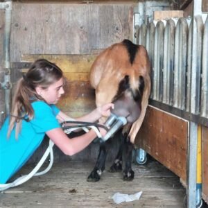 goat milking switzerland